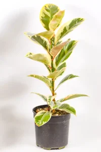 Side angle showing tall form and soft variegation of Ficus elastica Tineke.