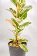 Large Ficus elastica Tineke with green and cream variegated leaves in 19cm pot.