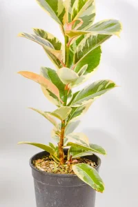 Large Ficus elastica Tineke with green and cream variegated leaves in 19cm pot.