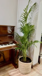 XXl Bamboo palm in a handwoven basket next to a piano
