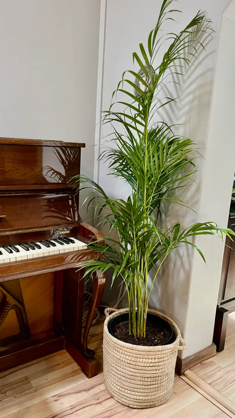 XXl Bamboo palm in a handwoven basket next to a piano