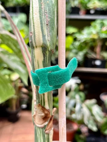 A closed and secure velcro loop tie on a plant