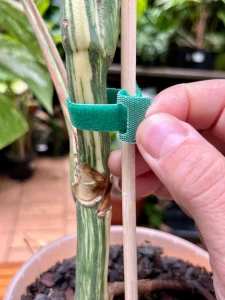 Velcro Loop Ties showing how to fasten a plant.
