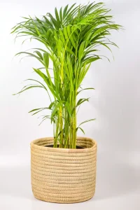 Large Bamboo Palm displayed in woven basket in bright living space.