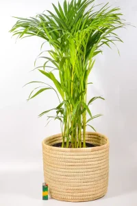 Side view of large Bamboo Palm on white indoor floor.