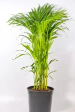 Large Bamboo Palm in a 23cm pot standing 90cm tall.