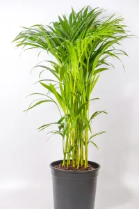 Large Bamboo Palm in a 23cm pot standing 90cm tall.