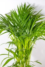 Close-up of feathery fronds with fine leaflets catching soft light.