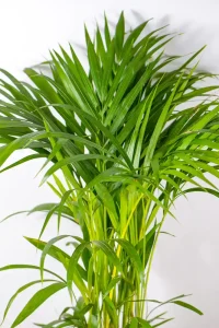 Close-up of feathery fronds with fine leaflets catching soft light.
