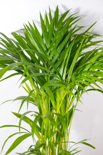 Close-up of feathery fronds with fine leaflets catching soft light.