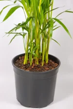 Macro shot showing bamboo-like canes and new frond unfurling.
