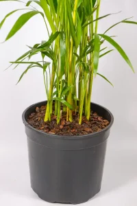 Macro shot showing bamboo-like canes and new frond unfurling.