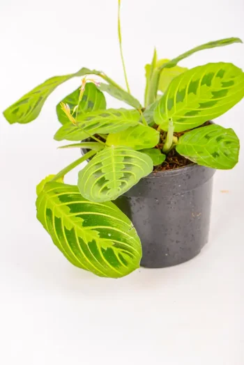 Full size maranta lemon lime in black pot