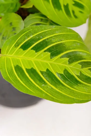 Close up of a leaf of a maranta lemon lime with fine yellow veins