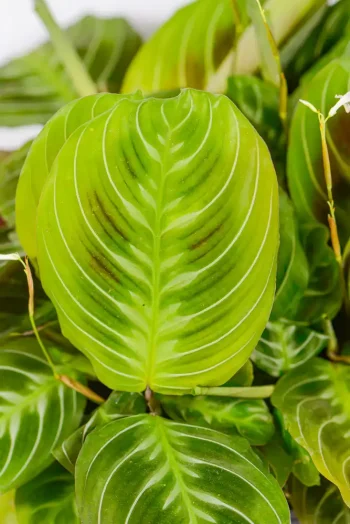 Close-up of Maranta prayer plant leaf folding upward in evening light.