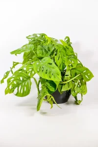 Fresh new Monstera adansonii leaf unfurling.