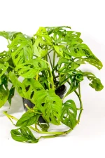 Decorative Monstera adansonii climbing moss pole indoors.