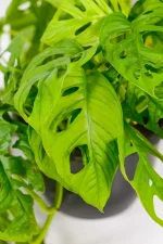 Close-up of Swiss Cheese Vine foliage with natural fenestrations.
