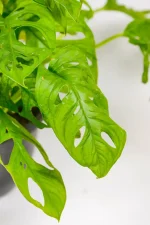 Monstera adansonii with hole-filled green leaves trailing from pot.