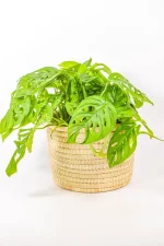 Side view of Monstera adansonii plant styled in woven basket.