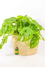 Hanging Monstera adansonii vine with lush tropical leaves.