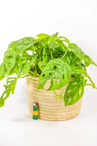 Hanging Monstera adansonii vine with lush tropical leaves.