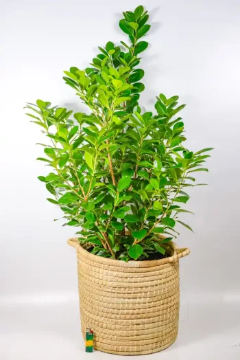 XL Ficus Moclame styled in a woven basket beside a window in a modern living room.