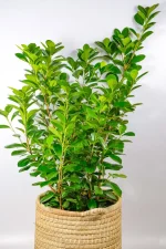 XL Ficus Moclame in a 30cm pot standing 1m tall with dense green foliage.