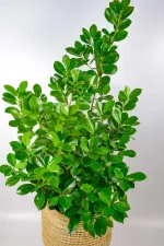 Macro image of new growth emerging from stem tip.