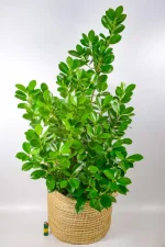 Full, bushy Ficus microcarpa ‘Moclame’ on a wooden floor in bright indirect light.