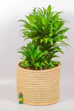 Full Dracaena compacta shown on a white floor in bright indirect light.