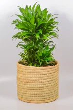 Large Pineapple Dracaena styled in a woven basket.