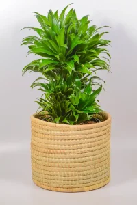 Large Pineapple Dracaena styled in a woven basket.