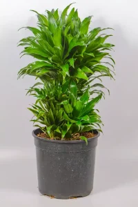Large Pineapple Dracaena in a 23cm pot with glossy dark green leaves forming dense rosettes.