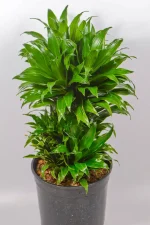 Side view of Pineapple Dracaena highlighting upright growth and leaf spiral.