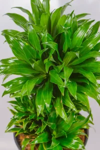 Close-up of thick stems and tightly packed leaf crowns.