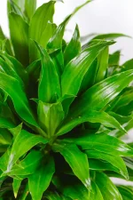 Macro shot of leaf texture showing deep green sheen.