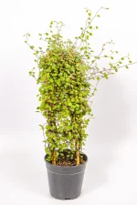 Full Creeping Wire Vine in a 12 cm pot climbing a short bamboo ladder.