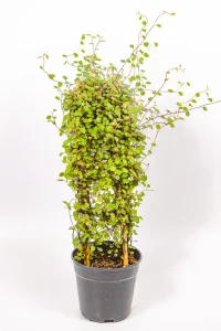 Full Creeping Wire Vine in a 12 cm pot climbing a short bamboo ladder.