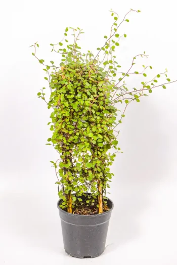 Full Creeping Wire Vine in a 12 cm pot climbing a short bamboo ladder.