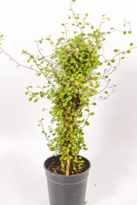 Side angle of a Creeping Wire Vine showing dense trailing foliage.