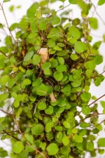 Close-up of the bamboo ladder with vines weaving through the rungs.