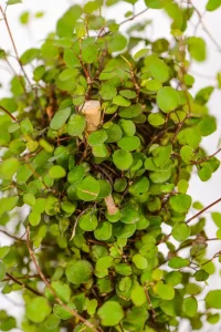 Close-up of the bamboo ladder with vines weaving through the rungs.