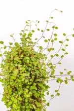 Top-down view highlighting small round green leaves on fine wiry stems.