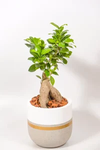 Medium Ficus Ginseng in a 16 cm fibre cement pot with white rim and gold band.