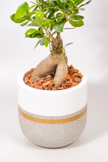 Macro of glossy green leaves against the concrete pot finish.