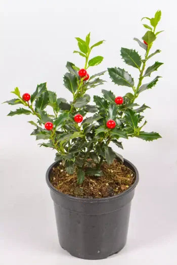 Holly Bush (Ilex) in a 14 cm pot with decorative red berries wrapped around the plant.