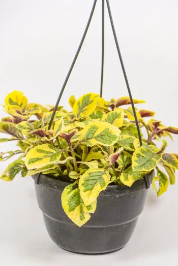 Plectranthus ‘Lemon Lime’ in a 20 cm pot showing soft green and yellow variegated leaves.