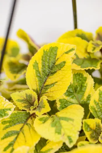 Close-up of velvety lemon-green leaves with scalloped edges.