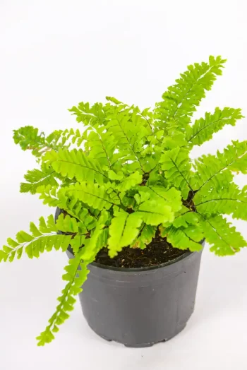 Northern Maidenhair Fern with delicate fan-shaped fronds in bright filtered light.